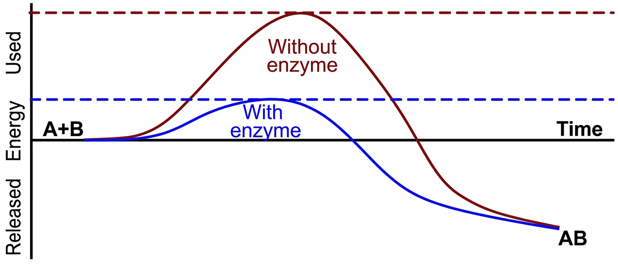 Stomach acid and enzymes decline with age
